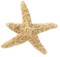 Starfish.jpg (1640 bytes)